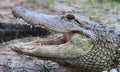 Florida Aligators Crocodiles Everglades Royalty Free Stock Photo