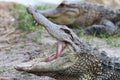 Florida Aligators Crocodiles Everglades Royalty Free Stock Photo