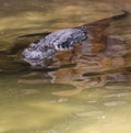 Florida Aligators Crocodiles Everglades