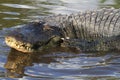 Florida Aligators Crocodiles Everglades