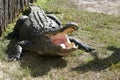 Florida Alligator