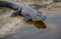 Florida alligator Royalty Free Stock Photo