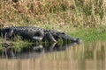 Florida Alligator