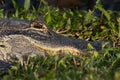 Florida Alligator Royalty Free Stock Photo