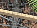 Florida alligator in chain link enclosure