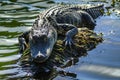 Florida Alligator Royalty Free Stock Photo