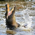 Florida Alligator Jumping Out Of The Water, Splashing Royalty Free Stock Photo
