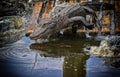 Florida alligator jumping in water Royalty Free Stock Photo