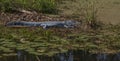 Florida Alligator Peacefully Resting in a Wetland Pond