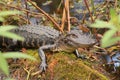 Florida Alligator resting on a log in Kissimmee, FL Lake. Royalty Free Stock Photo
