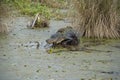 Florida Alligator Resting on a Log in St. Marks Royalty Free Stock Photo