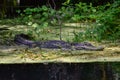 Florida Alligator Stalking Prey in a Spring