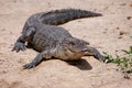 Florida alligator sunbathing