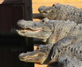 Florida Alligators Crocodiles Everglades