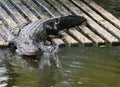 Florida Alligators Crocodiles Everglades or Gators