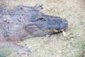 Florida alligators in Everglades National Park. Big Cypress National Preserve