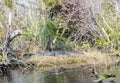 Florida alligators in Everglades National Park. Big Cypress National Preserve