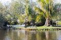 Florida alligators in Everglades National Park. Big Cypress National Preserve