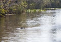 Florida alligators in Everglades National Park. Big Cypress National Preserve