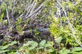 Florida alligators in Everglades National Park. Big Cypress National Preserve