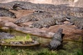 Large group of Florida alligators