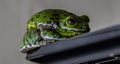 Barking Treefrog in Florida sits on a black surface Royalty Free Stock Photo