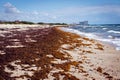 Florida beach covered with atlantic seaweed