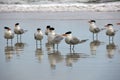 A Closer Look at the Flock of Seagulls Standing in the Wet Sand
