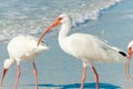 Florida birds