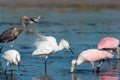 Florida birds feeding in Water Royalty Free Stock Photo