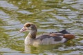 Egyptian Goose wading through the water Royalty Free Stock Photo