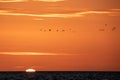 Florida birds fly across the sunset view on Fort Myers Beach Royalty Free Stock Photo