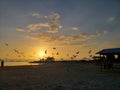 Florida birds gulf beach marsh wildlife preserve sunset Royalty Free Stock Photo