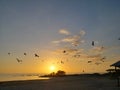 Florida birds gulf beach marsh wildlife preserve sunset Royalty Free Stock Photo