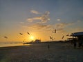 Florida birds gulf beach marsh wildlife preserve sunset Royalty Free Stock Photo