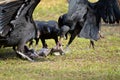 Florida: Black Vultures with Armadillo Carrion Royalty Free Stock Photo