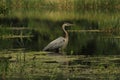 A Florida Blue Heron fishing for food in Alafia State Park Lithia Florida Royalty Free Stock Photo