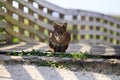 Florida Bobcat Royalty Free Stock Photo