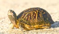 Florida box turtle Royalty Free Stock Photo