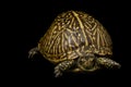 Florida Box Turtle Royalty Free Stock Photo