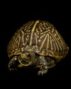 Florida Box Turtle Royalty Free Stock Photo