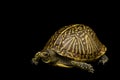 Florida Box Turtle Royalty Free Stock Photo