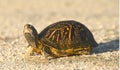 Florida Box turtle crossing a dirt path in Central Florida Royalty Free Stock Photo