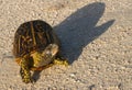 Florida box turtle crossing in early morning light Royalty Free Stock Photo