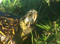 Florida box turtle in a group of frog fruit plant Royalty Free Stock Photo