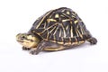 Florida box turtle,Terrapene carolina bauri Royalty Free Stock Photo