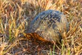 Florida box turtle Terrapene carolina bauri