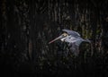 Florida Brown Pelican Gliding in a Florida Swamp