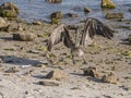 Florida Brown Pelican Landing on the Beach