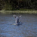 Florida Brown Pelican Landing on the water of a Florida River